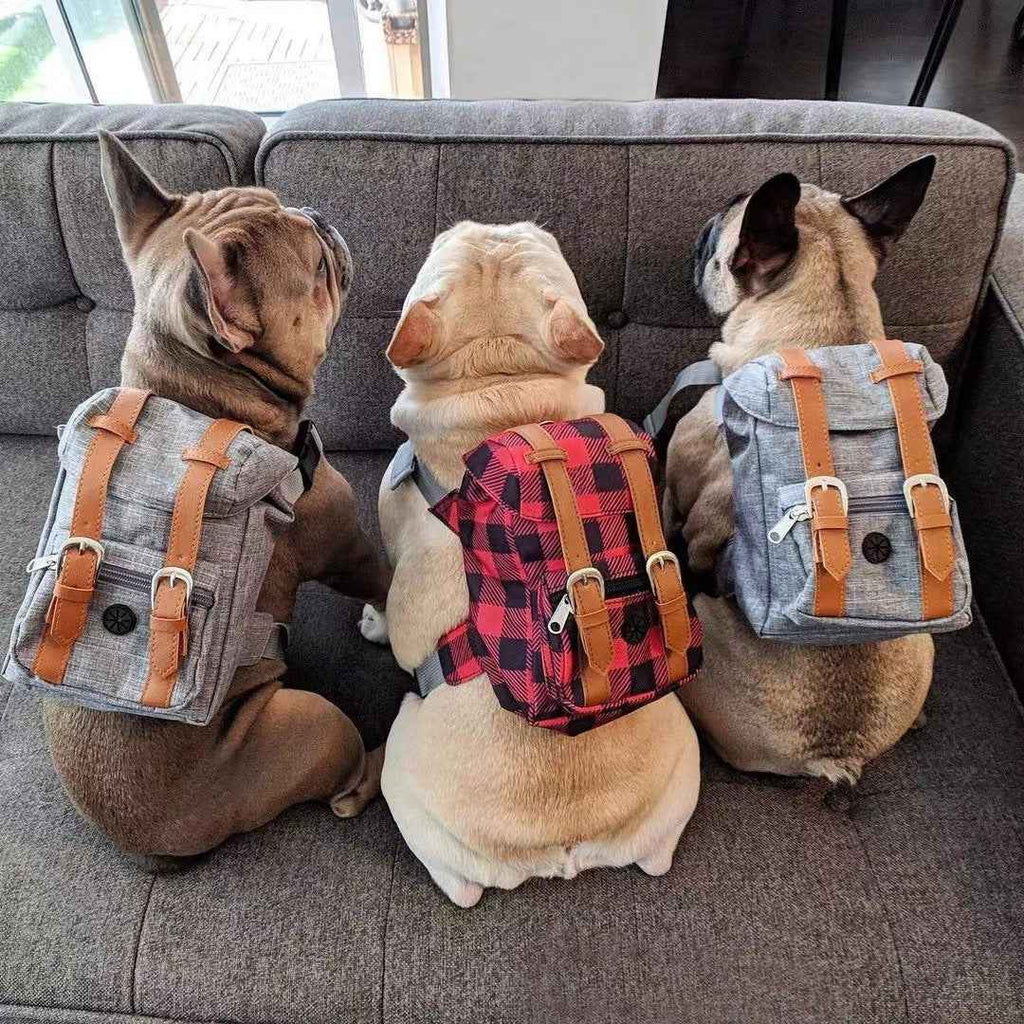 Dog backpack Pet small schoolbag with straps Portable by eprolo