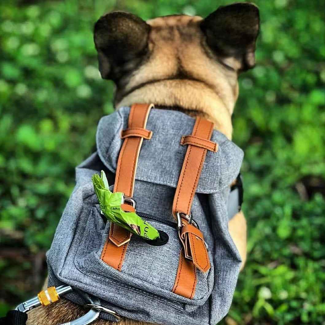 Dog backpack Pet small schoolbag with straps Portable by eprolo